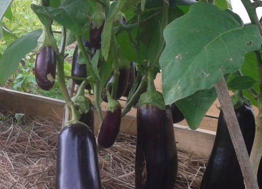 कैसे aubergines संयंत्र के लिए?