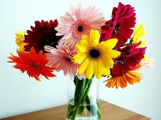 कैसे gerberas को बचाने के लिए?