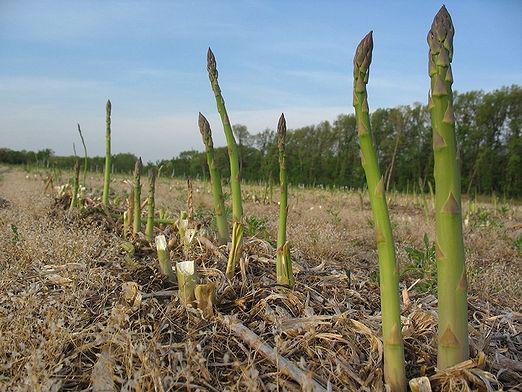 कैसे asparagus बढ़ने के लिए?