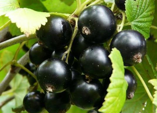 Currants के लिए क्या उपयोगी है?