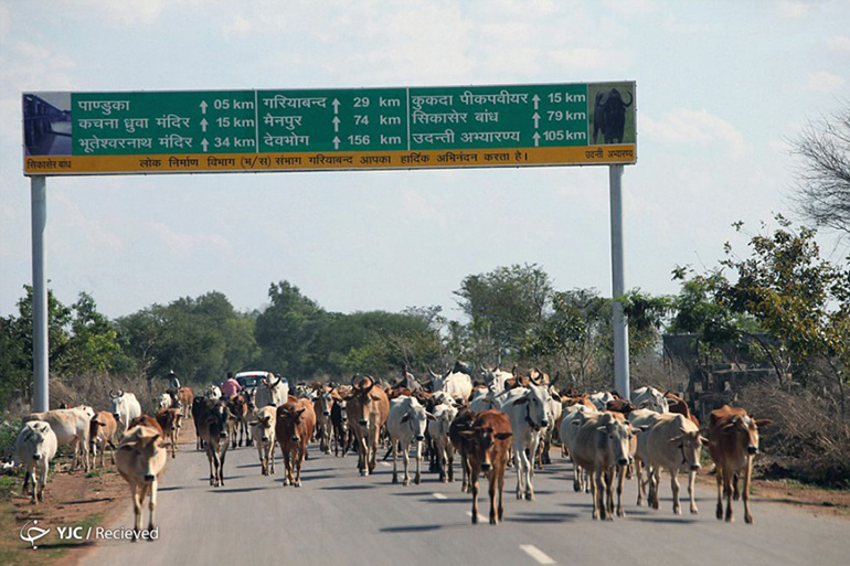 छत्तीसगढ़