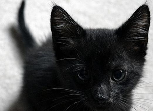 काली बिल्ली का बच्चा क्यों सपना?