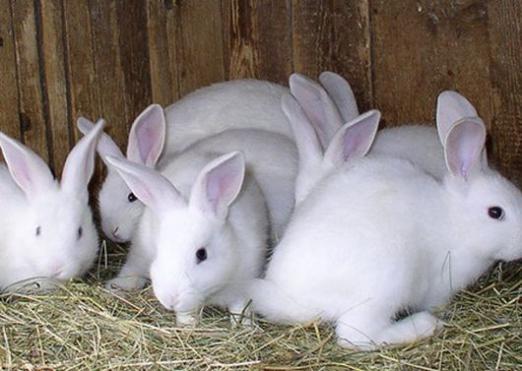 सफेद खरगोशों के बारे में क्या सपना है?