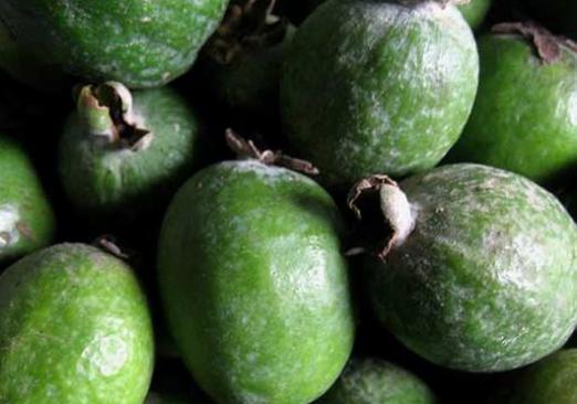 उपयोगी feijoa क्या है?