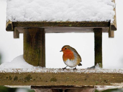 सर्दियों में पक्षियों की मदद कैसे करें?