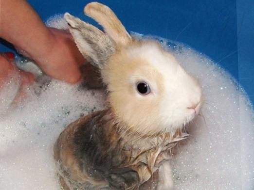क्या मैं खरगोशों को स्नान कर सकता हूँ?