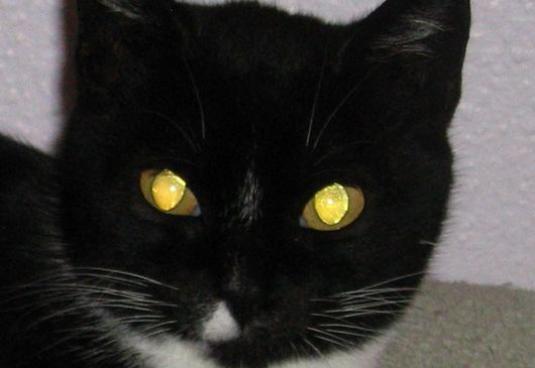 क्यों बिल्लियों चमक आँखें है?
