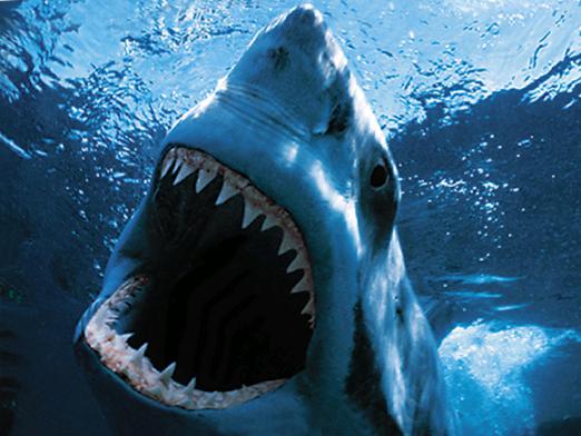 एक शार्क कितने दांत करता है?